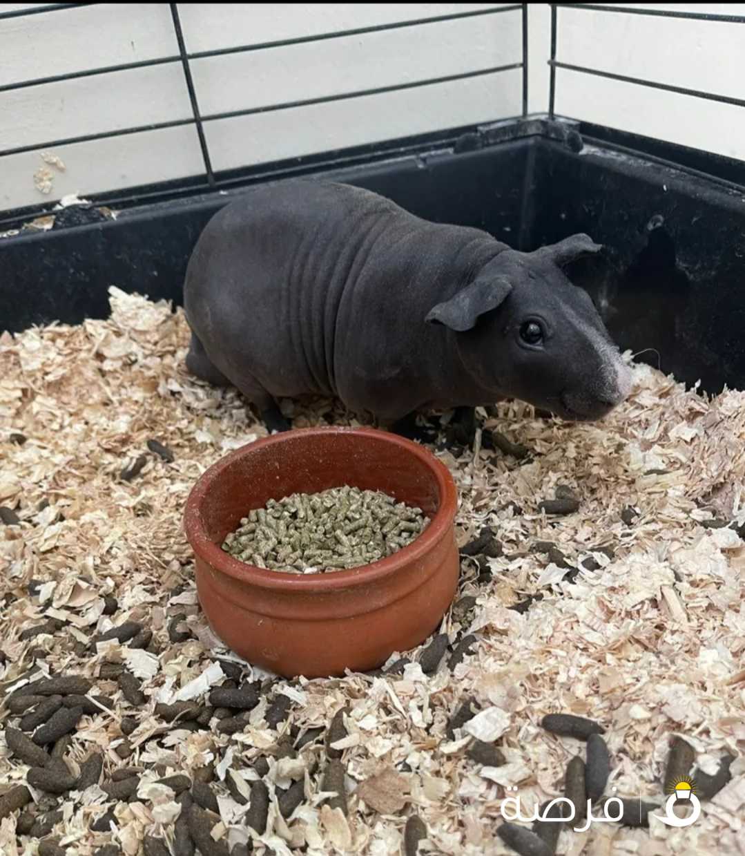 Skinny Guinea pig