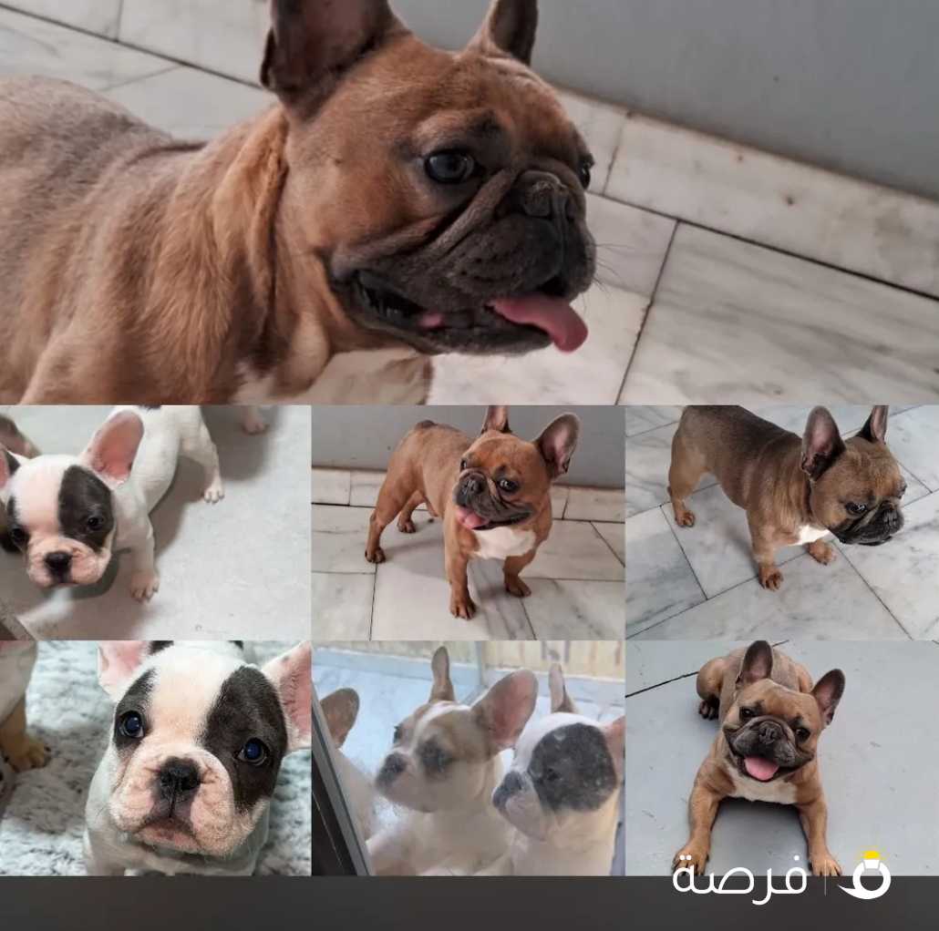 للبيع فرنش بالدوق for sale