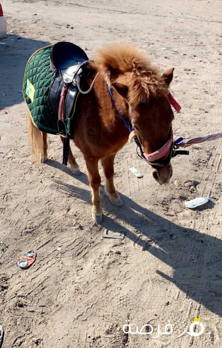 ايجار بوني وحنطور حصان