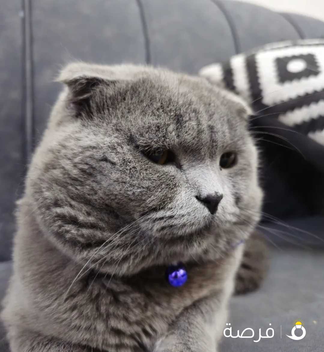 Scottish Fold for sale (Read Description)