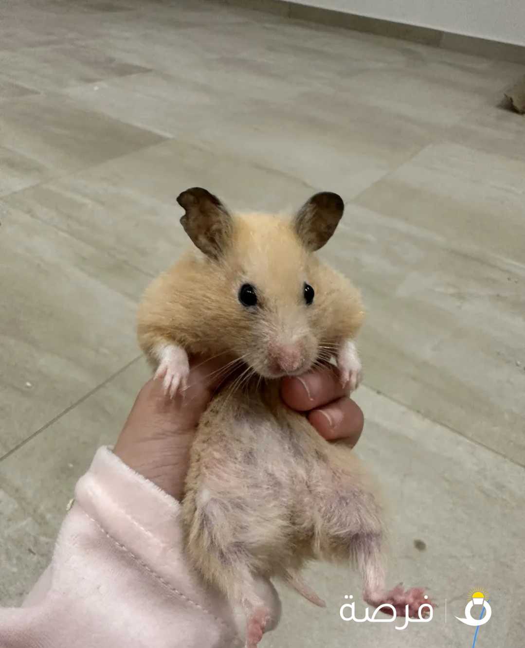 Selling Syrian girl hamster