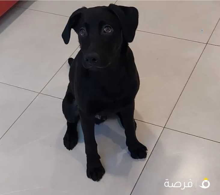 Labrador, male, 6 months. لابرادور,ذكر, ست شهور.