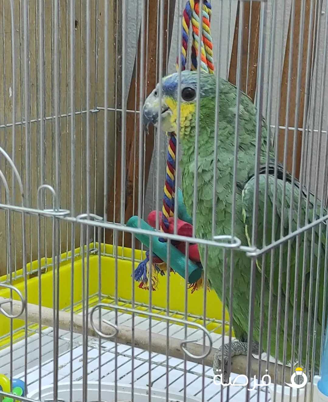 Blue headed Amazon Parrot