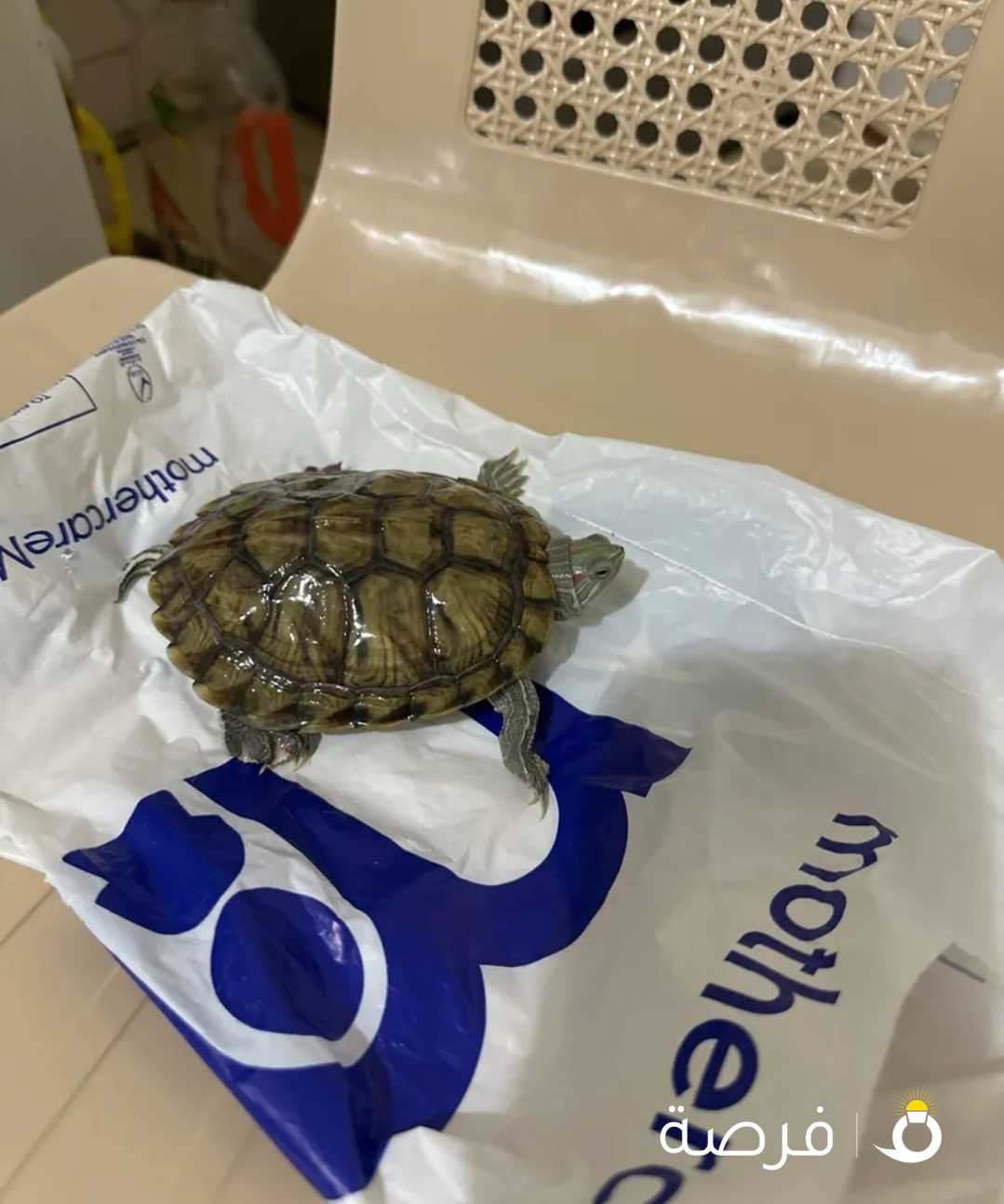 سلاحف مائية للبيع - aquarium turtles for Sale