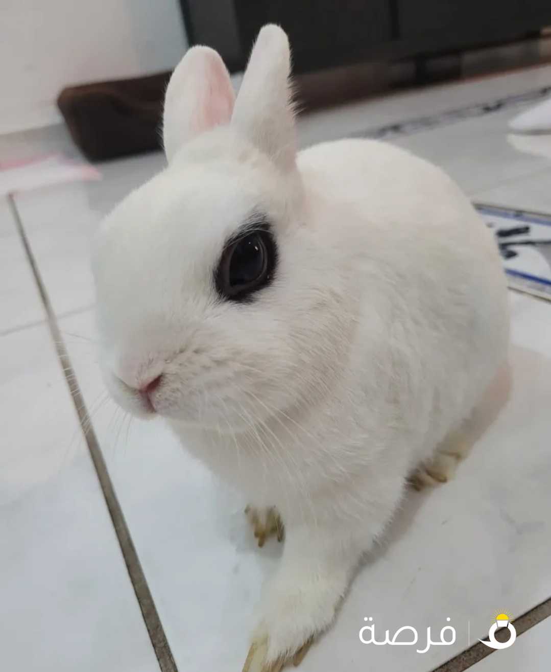 Dwarf French Rabbit أرنب فرنسي