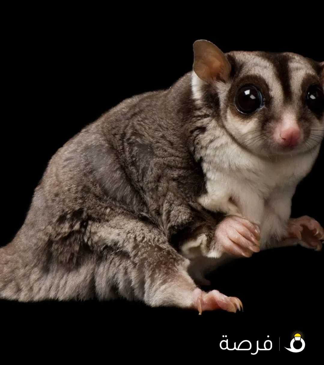 للبيع suger glider سنجاب الطائر عمره ثلاث شهور