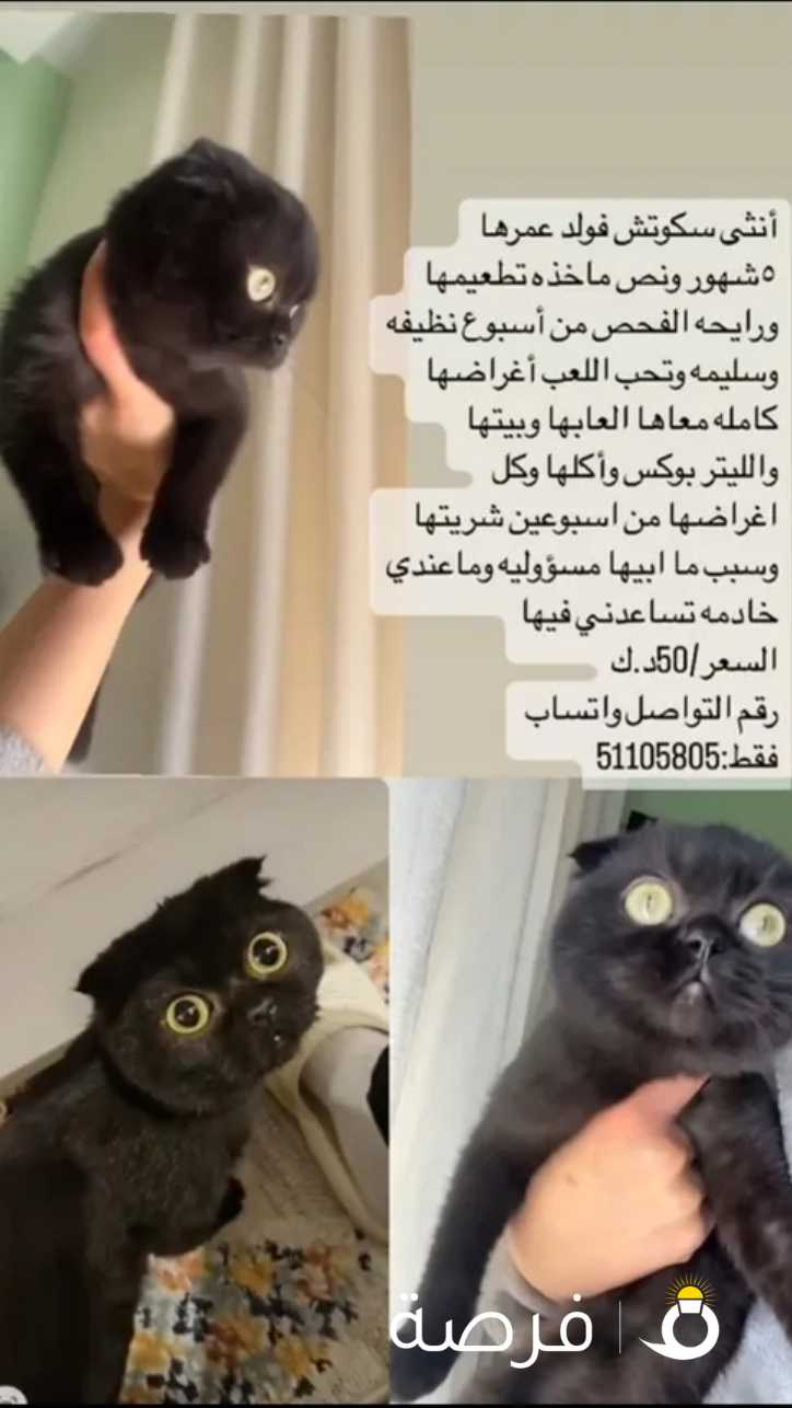 سكوتش فولد 5 شهور