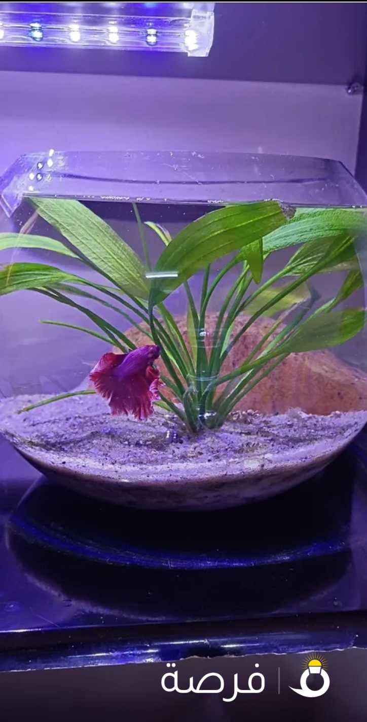 planted bowl for sale