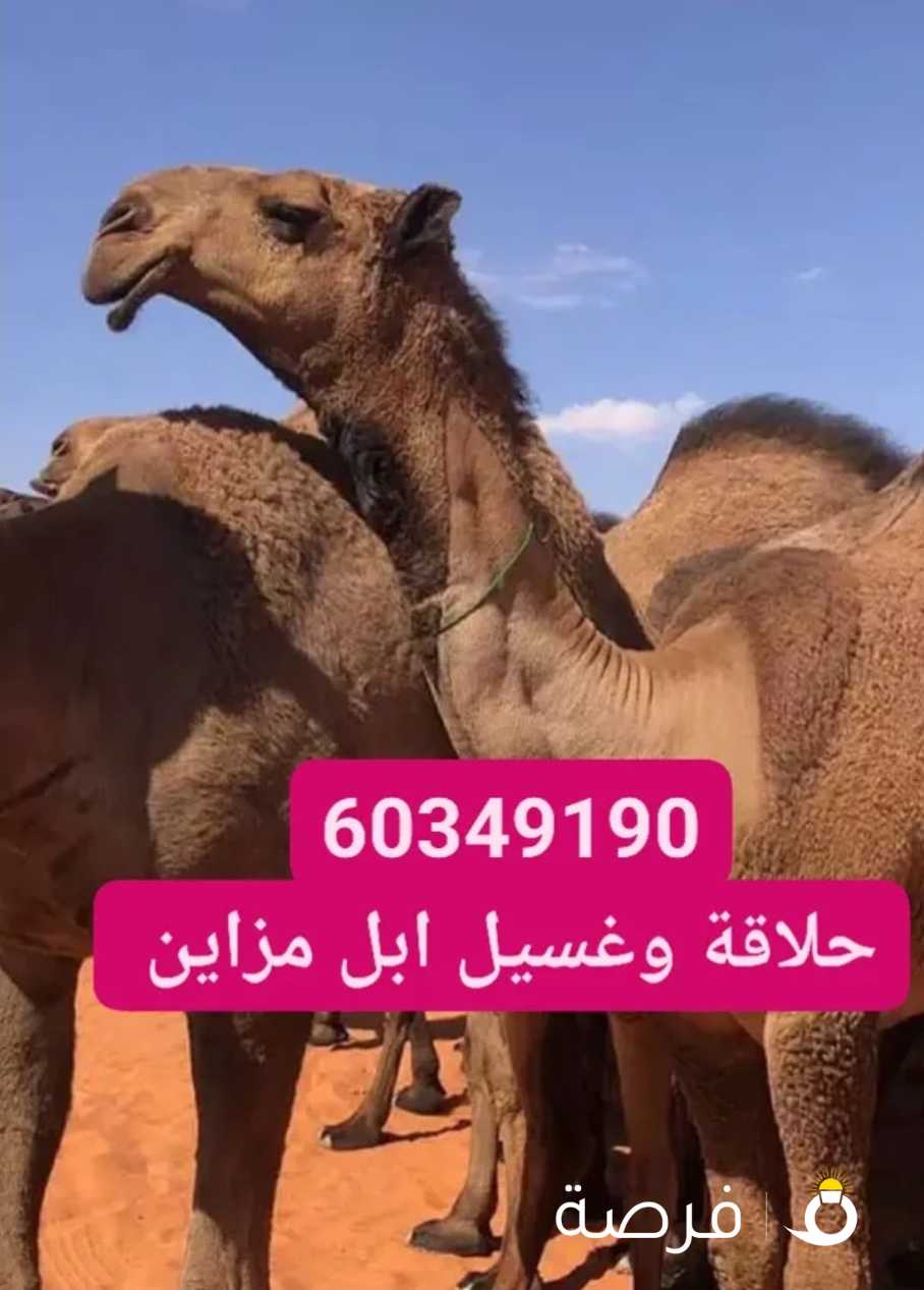 حلاقة وغسيل ابل جرد كامل