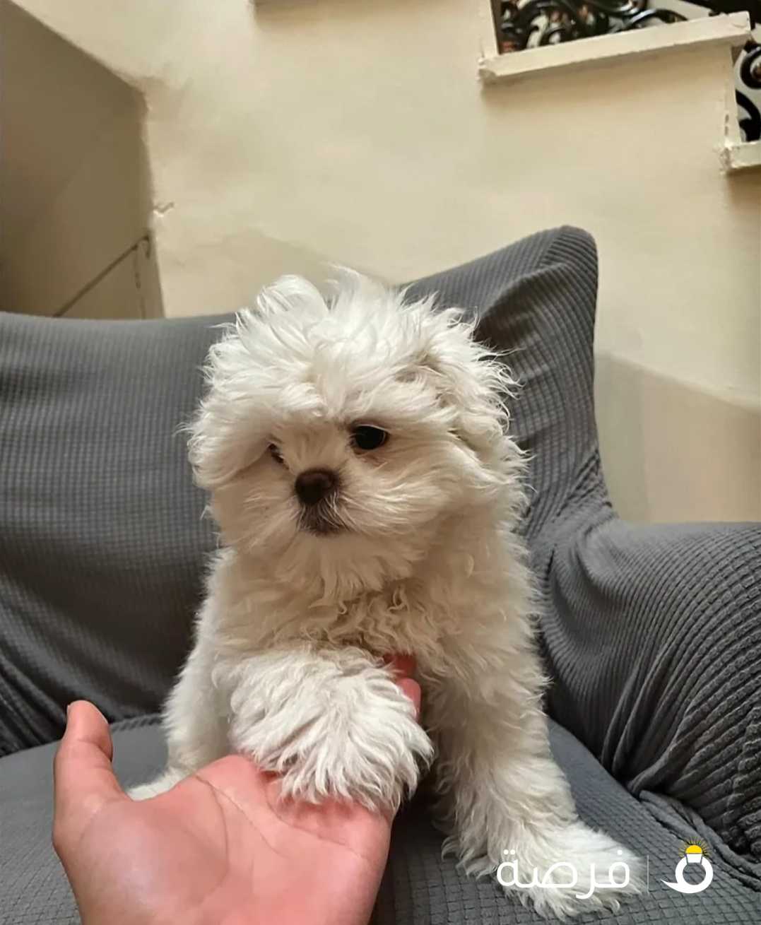 شيتزو ذكر عمره شهرين Shitzu puppy 2 months