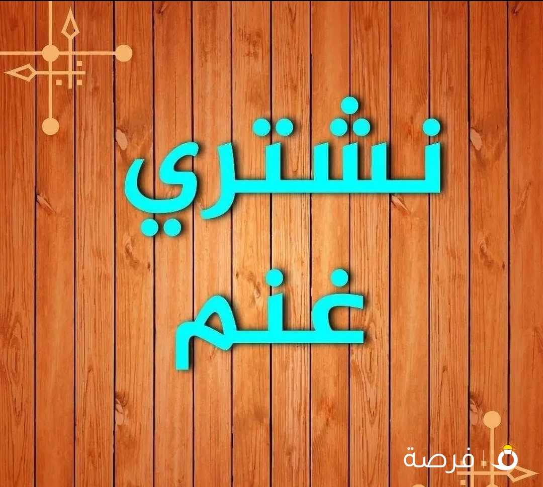 نشتري غنم ومعزا والدفع كاش