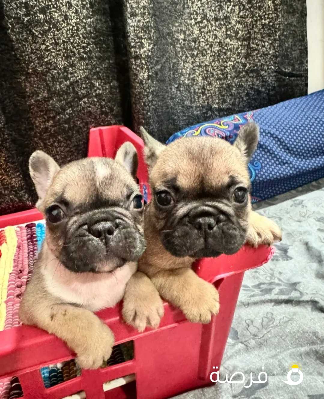 فرنش بولدوج 45 يوم .. نثيه لون سيبل وذكر لون ميرل .. مرفق صورة الاب والام

French bulldog 45 Days .. Sable Female .. Merle Male .. attached there parents photos