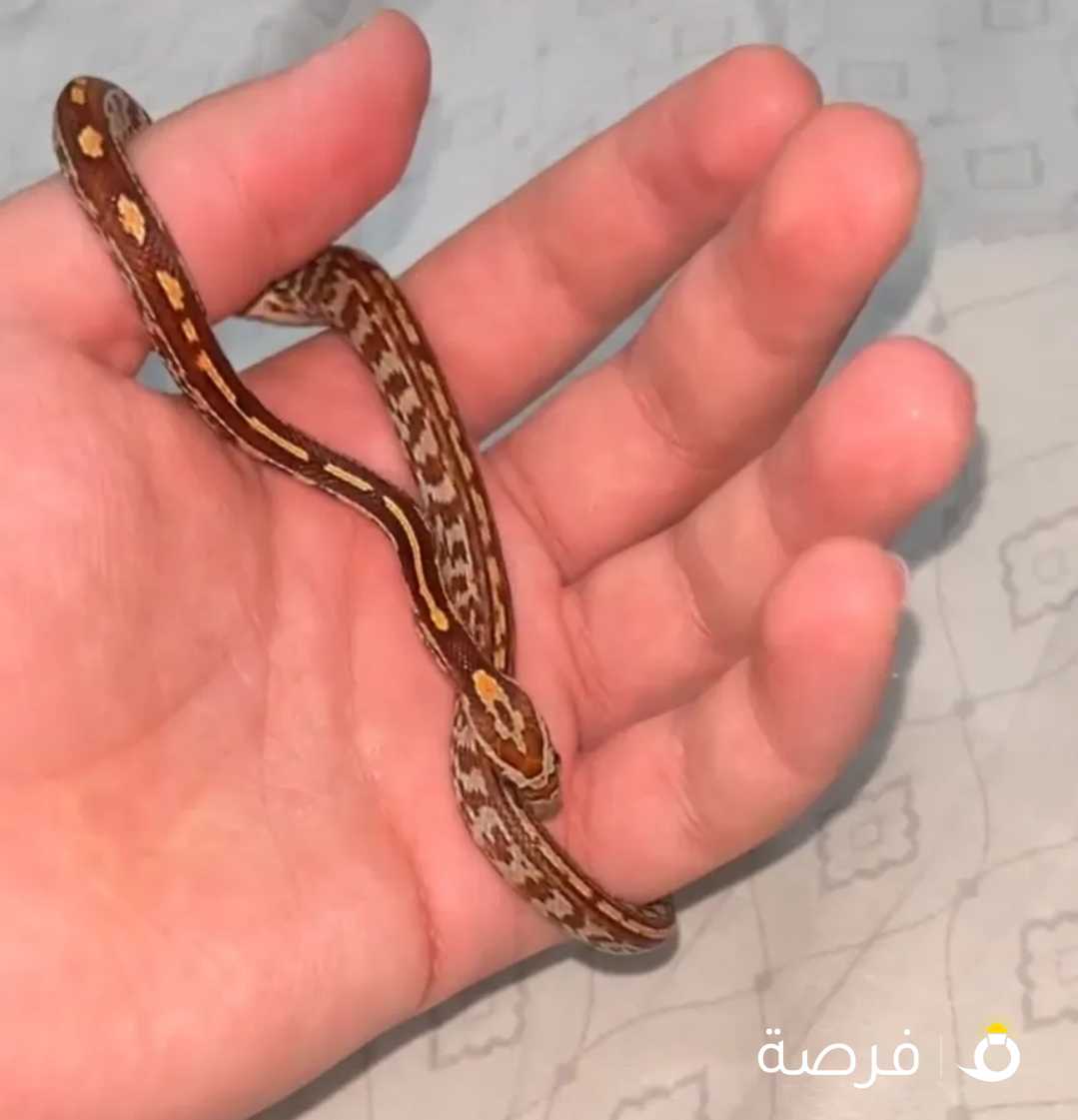 للبيع حيه كورن سنيك