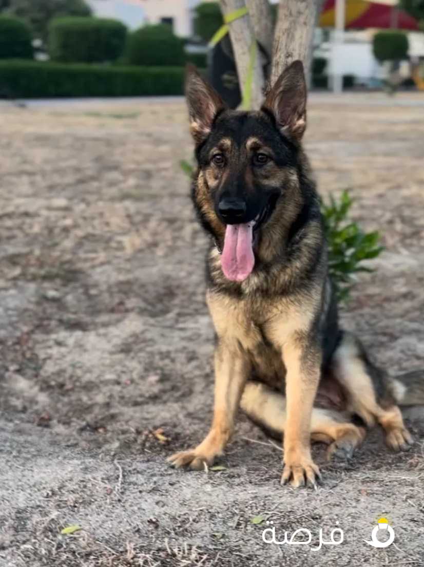 10 month working line german shepherd