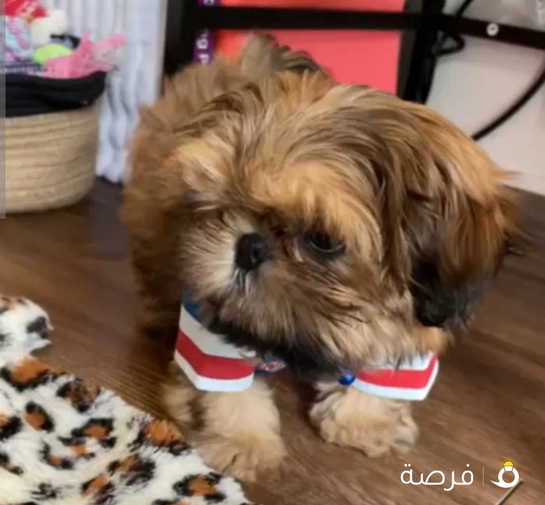 4sale ShihTzu Puppy