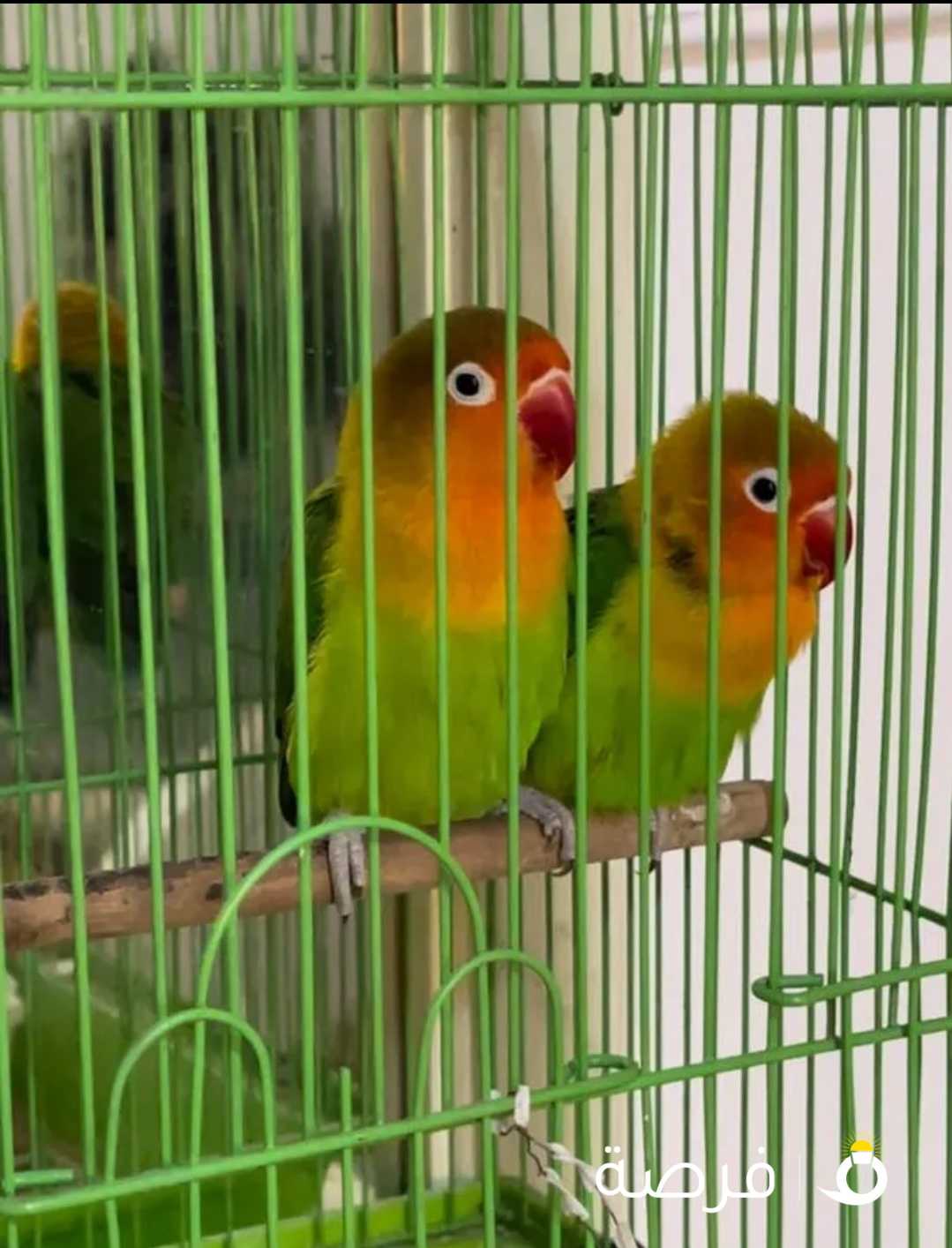 Beautifull Parrots For Sale