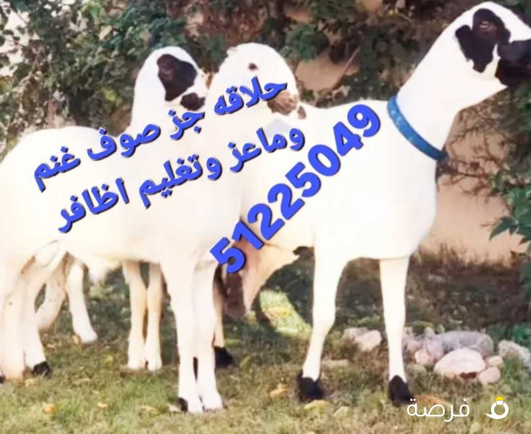 حلاقه قص غنم وماعز وتغليم اظافر