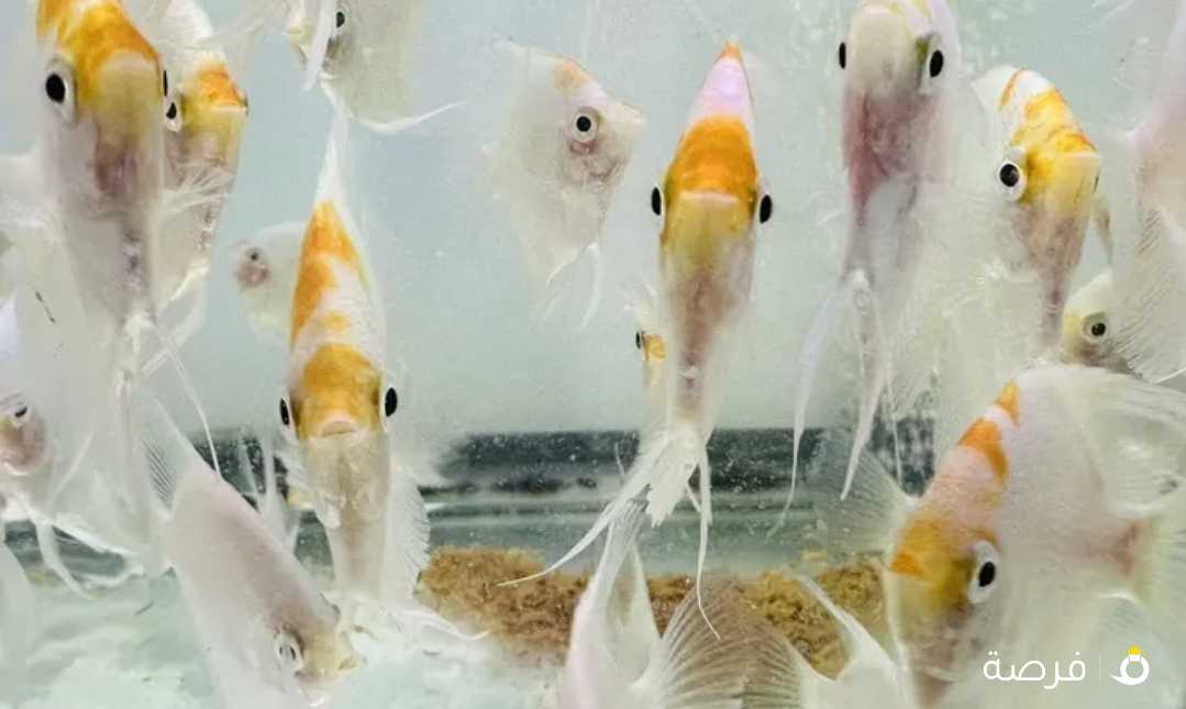 Angel fish for sale