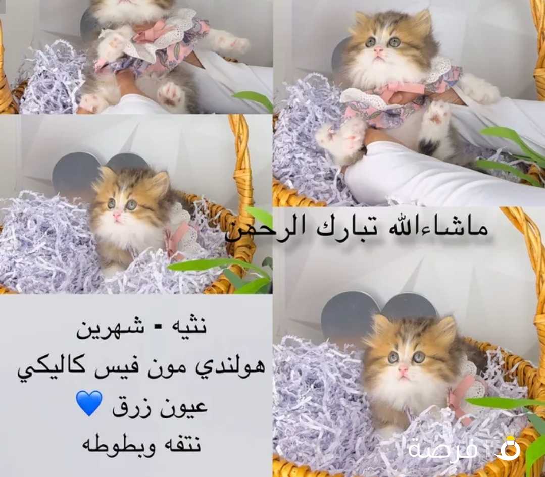 جميع الالوان والانواع ماشاءالله