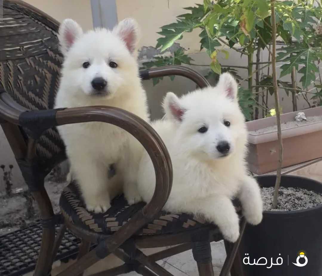 Swiss Shepherd Puppy