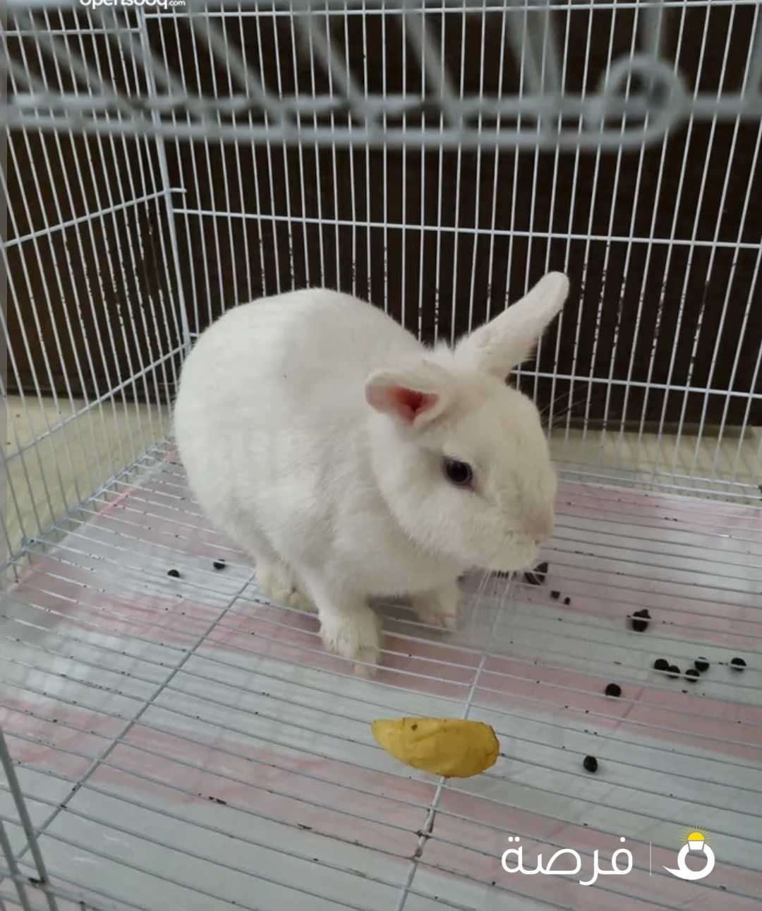 Netherland dwarf rabbits