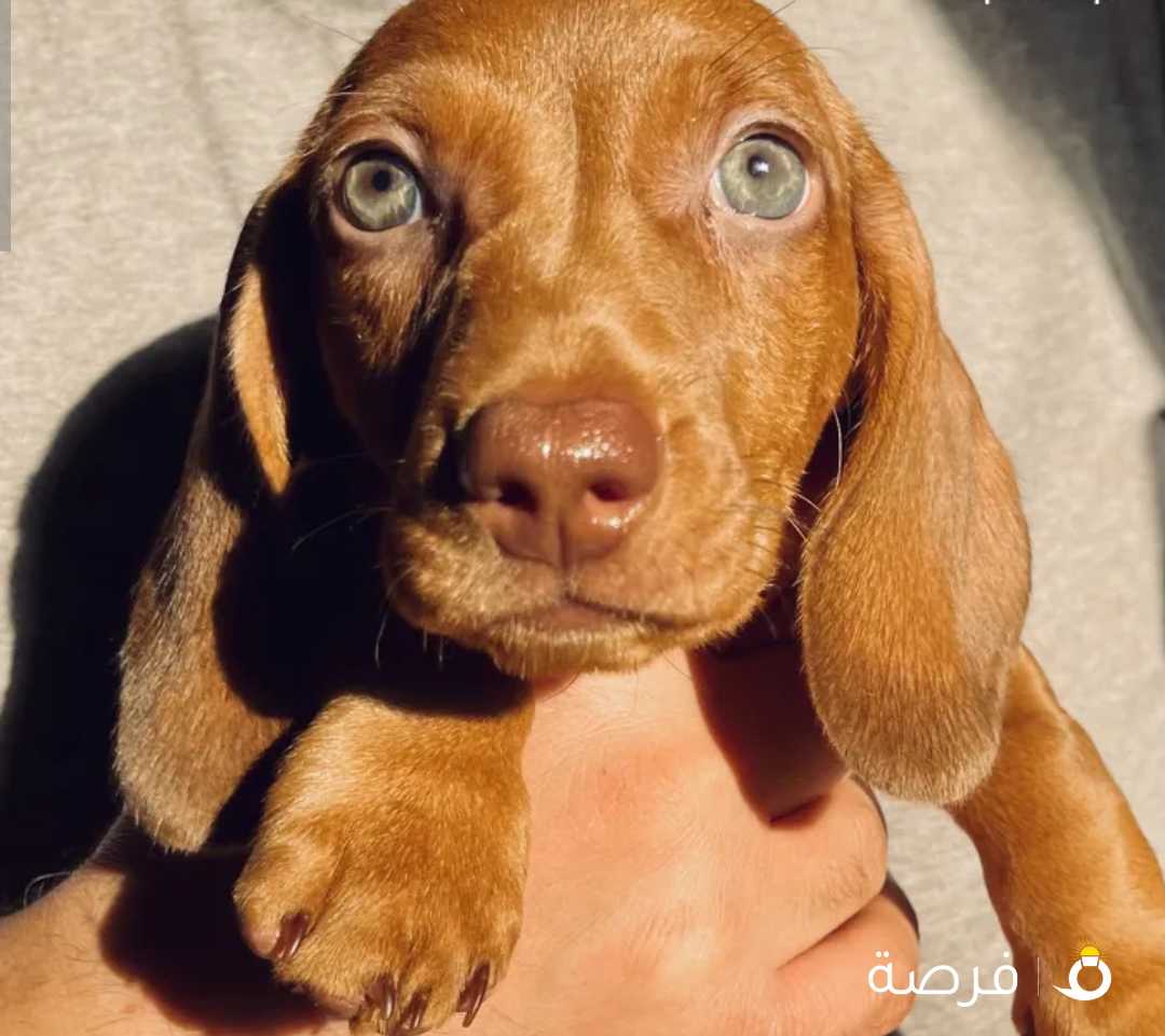 Dachshund Puppy - داشند