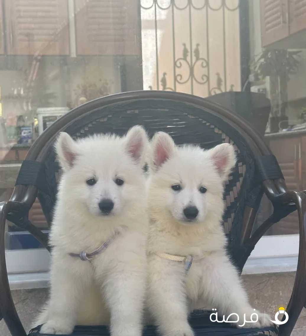 Swiss Shepherd Puppy