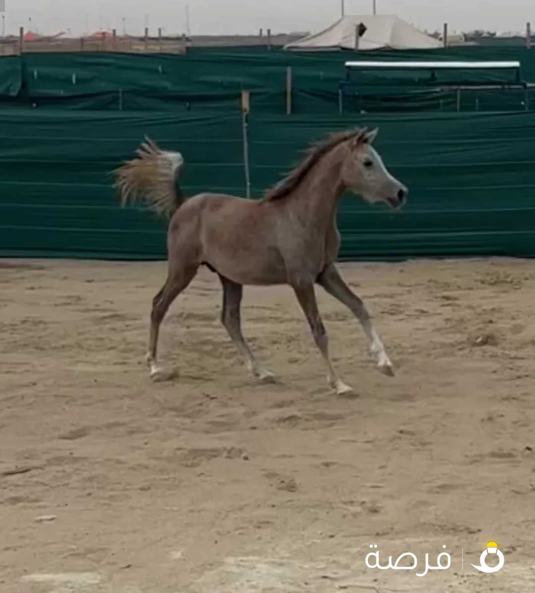 للبيع او للبدل الخيل العربية الاصيلة مهر اشقر عمره سنتين بيور ، الاب هلال الصافنات ، الام العنقاء الصافنات ، البدل مع سيارة او طراد سبورت او جتسكي