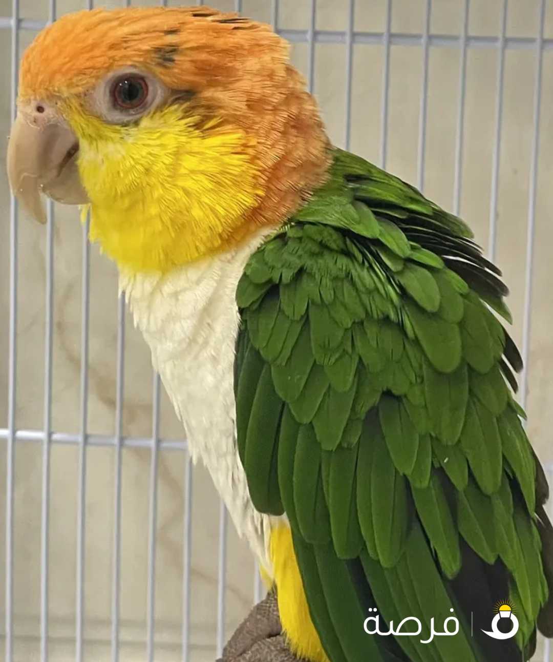 White bellied caique