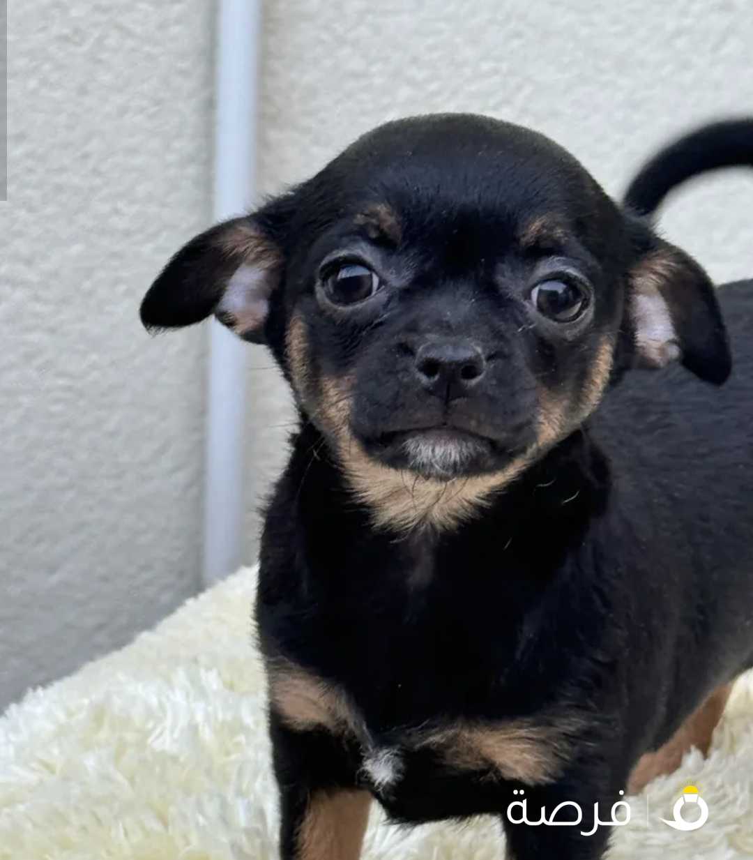 2.5 Months Old Chihuahua