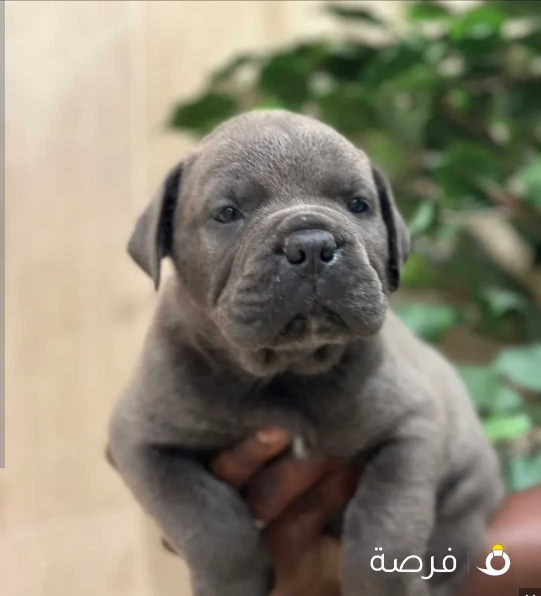 كين كورسو للبيع - cane Corso puppies