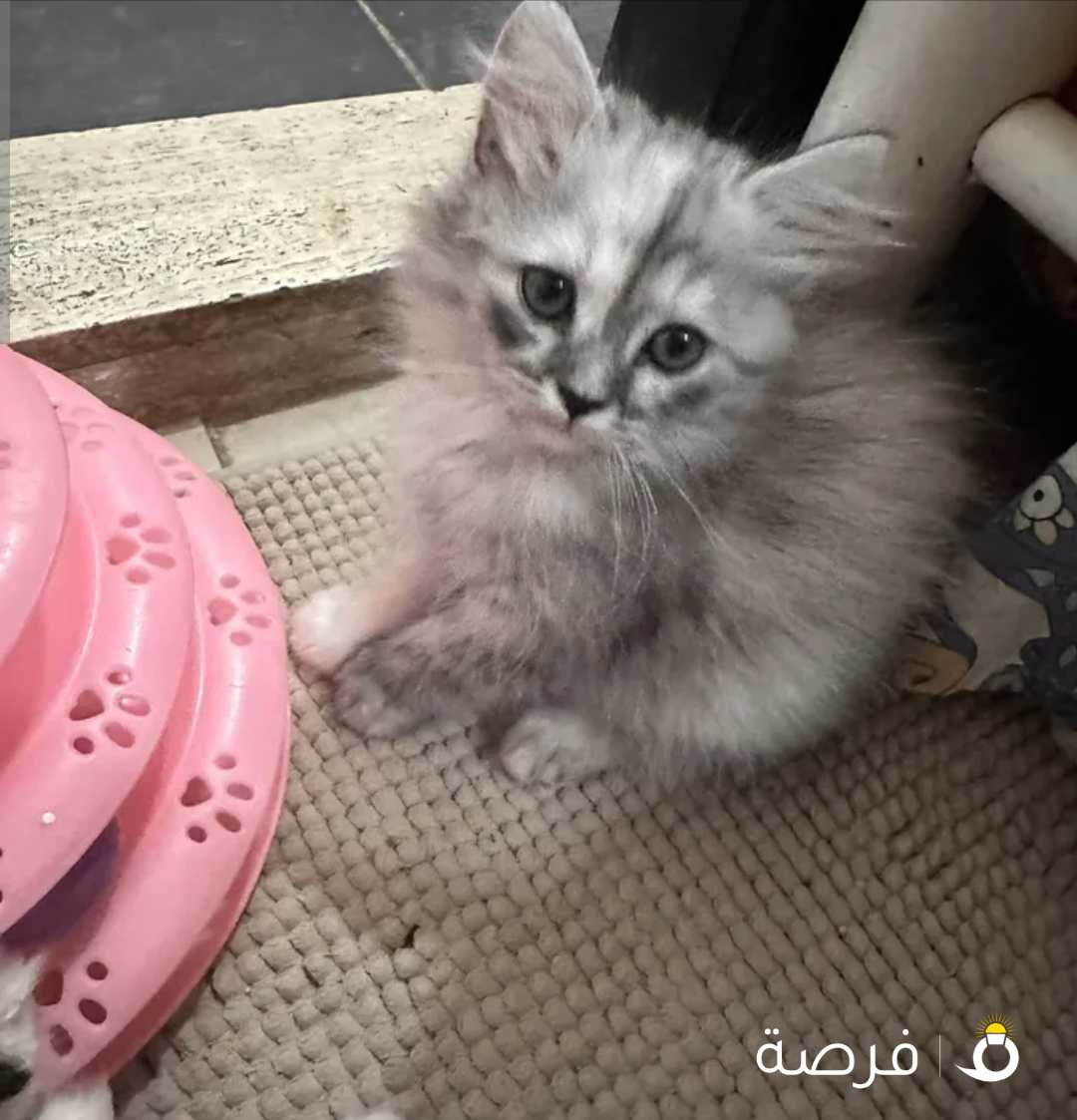 For free kitten 2 months