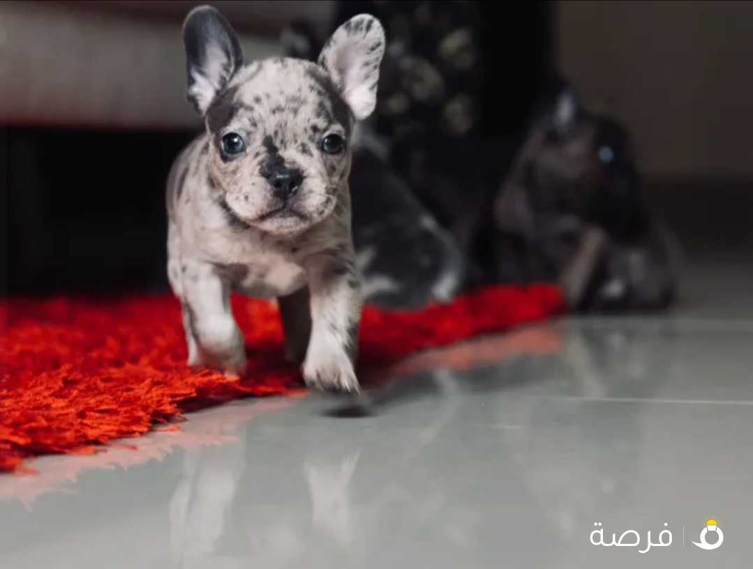 فرنش بولدوج French bulldog