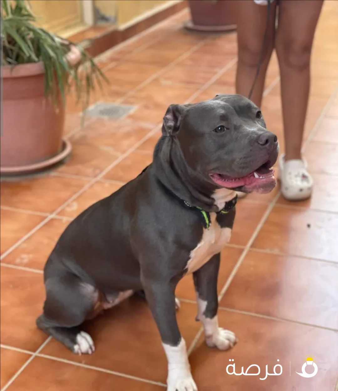 Female pitbull