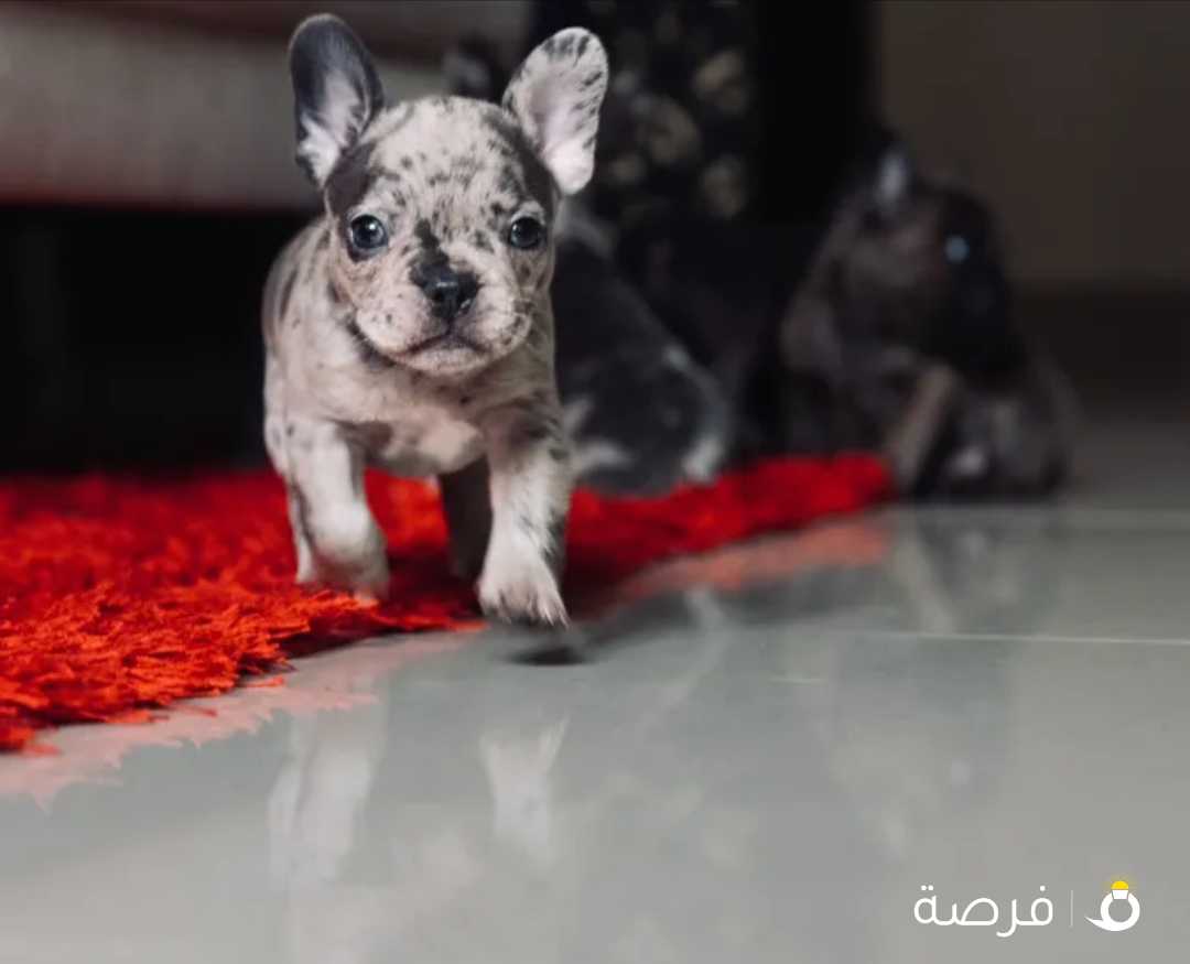 فرنش بولدوج French bulldog