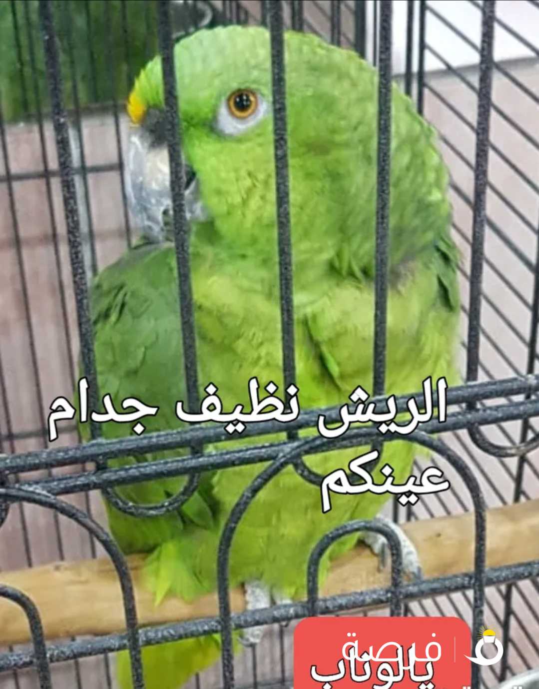 للبيع يالوناب اليف ومتكلم