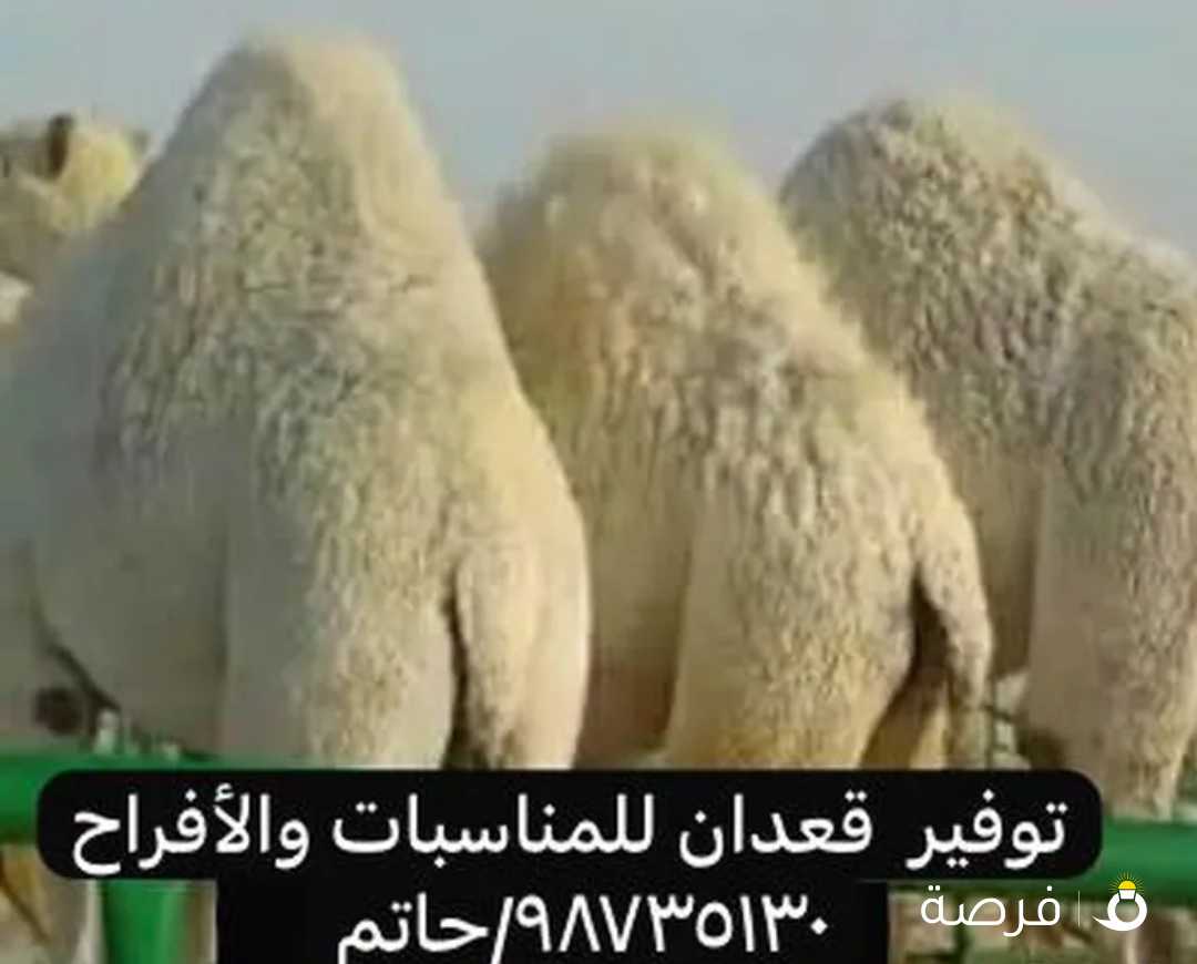 للبيع قعدان محليه