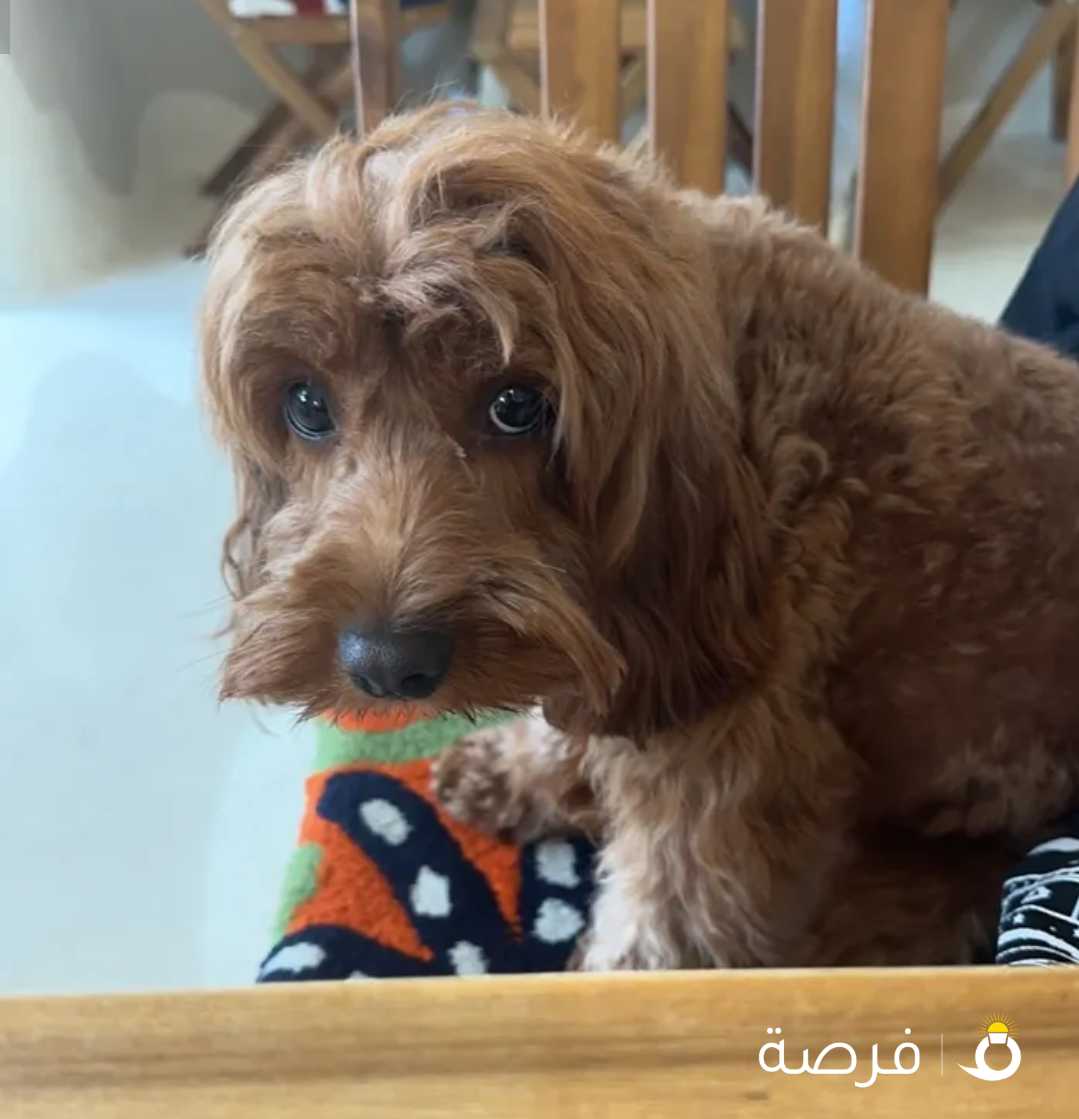 كوكابو 1000 دك / Cockapoo