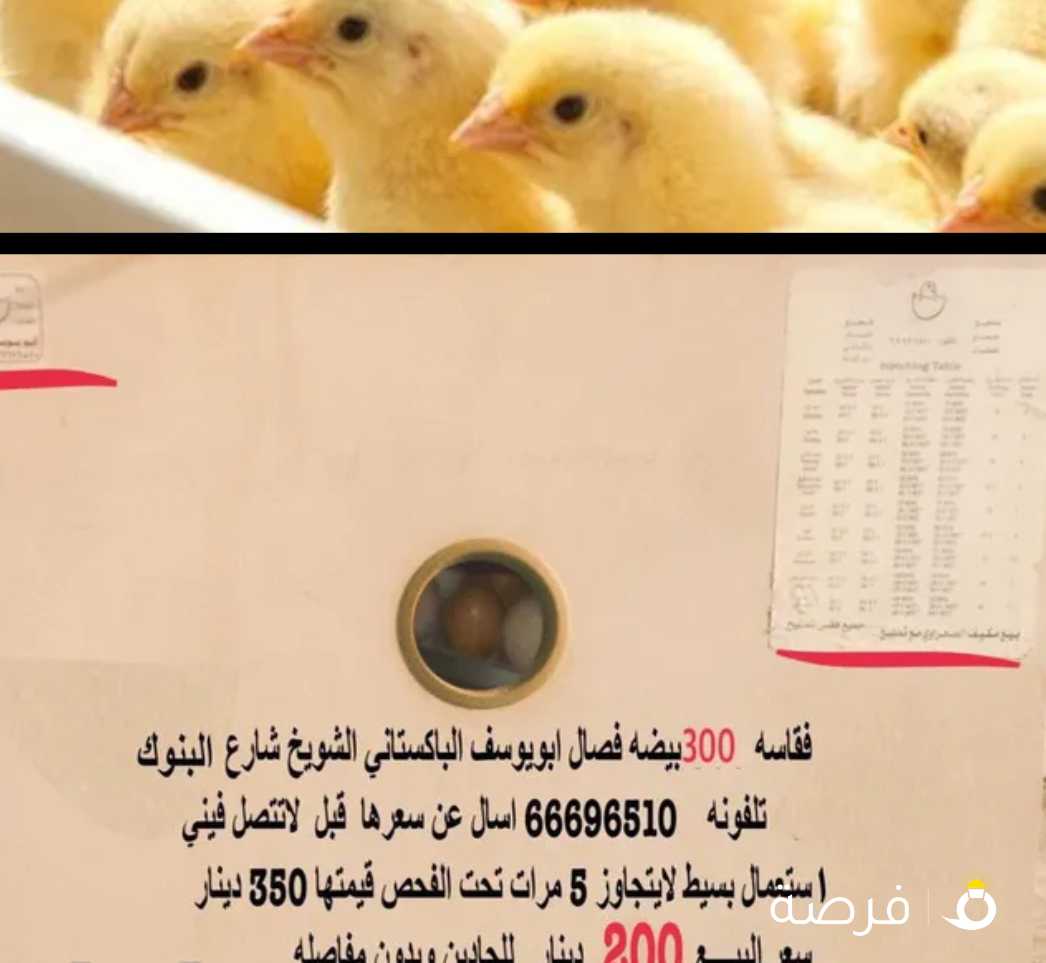 فقاسة بيض عدد 300 بيضه