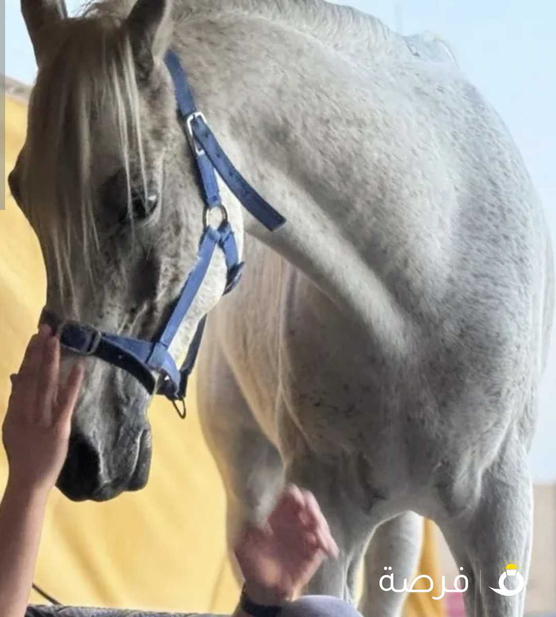 للبيع خيل مصري بيور