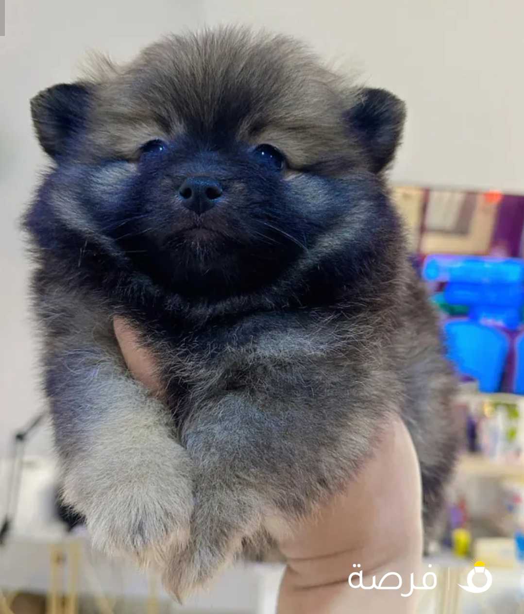 Pure breed pomerinian