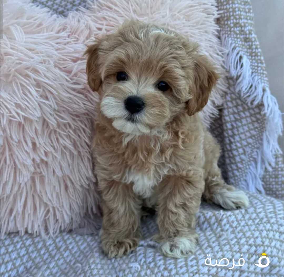 Maltipoo puppy