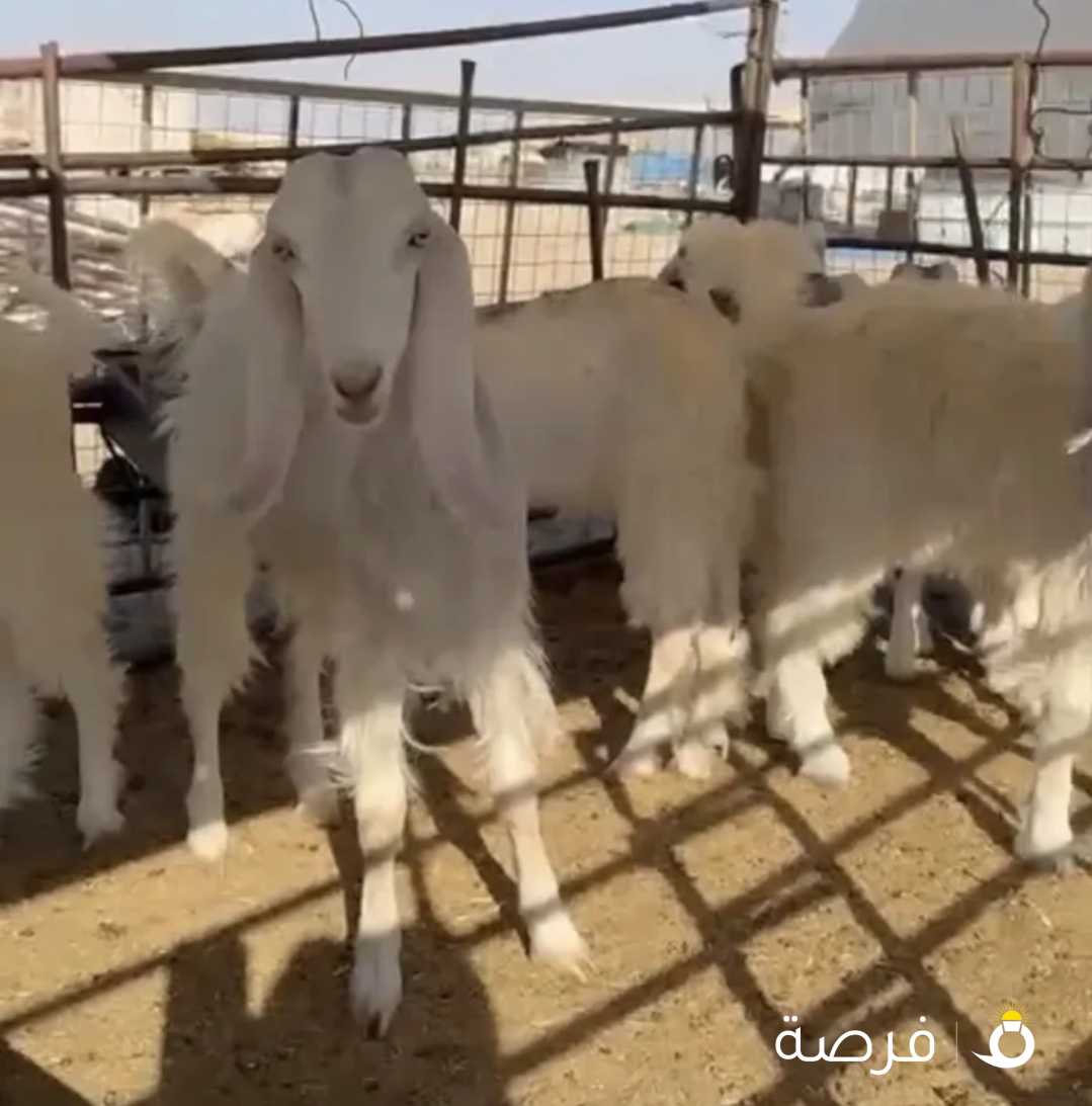 منادي طيبه للبيع