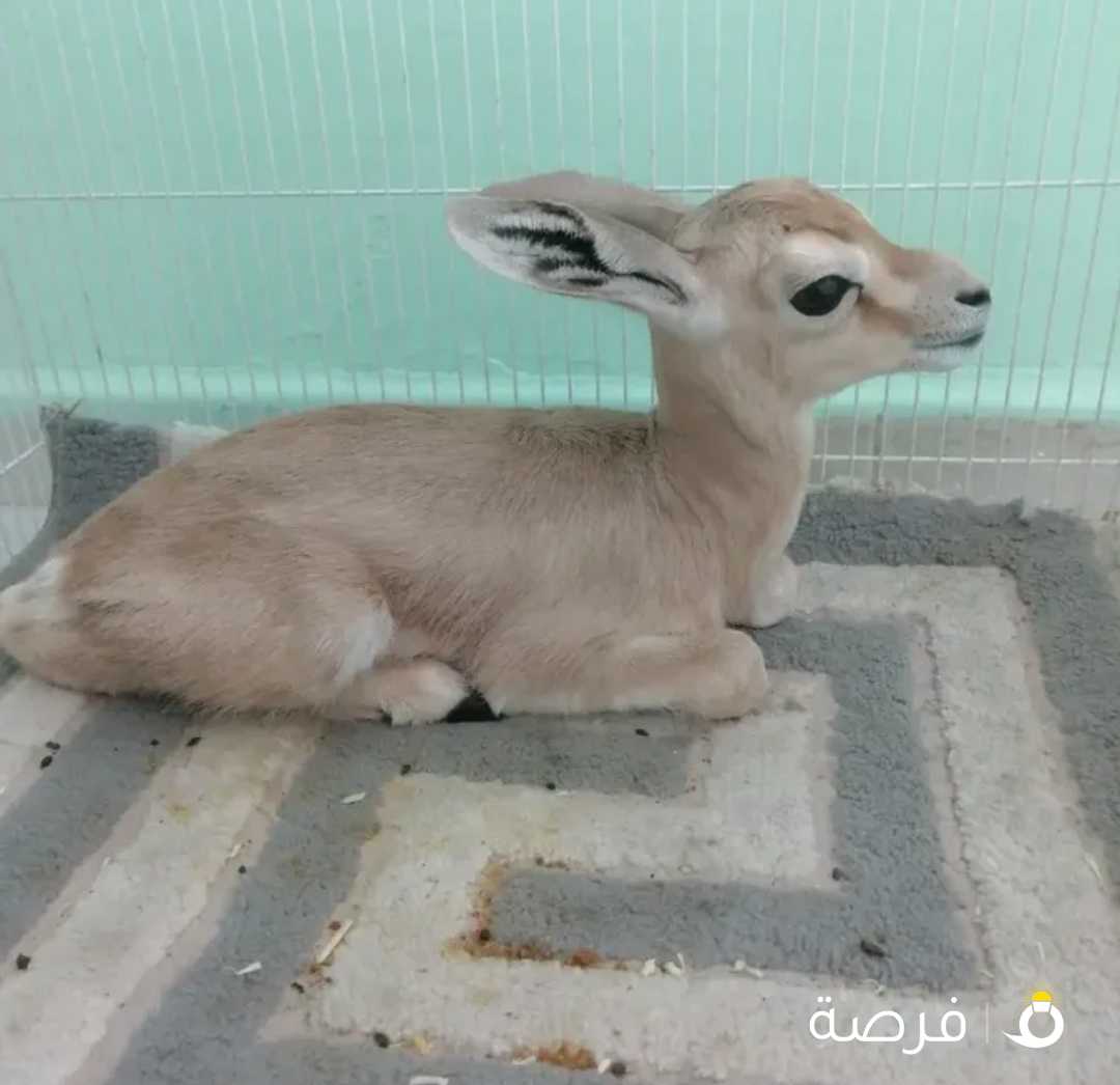 for sell deer female baby 20 day old