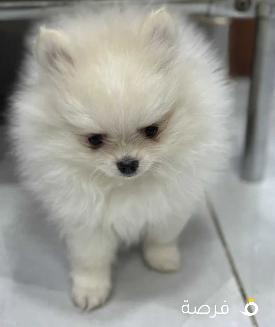 Months Old Pomeranian

2