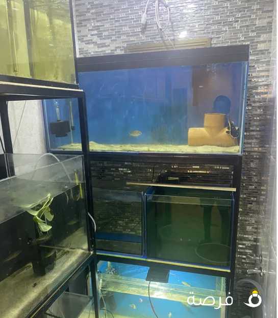 Fish tank rack