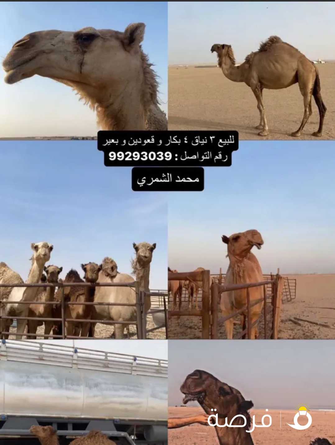 نياق للبيع