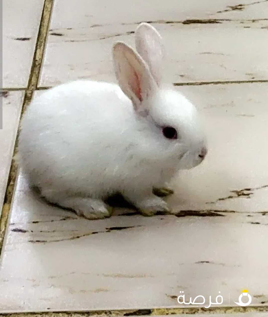 rabbit for sale ارنب للبيع