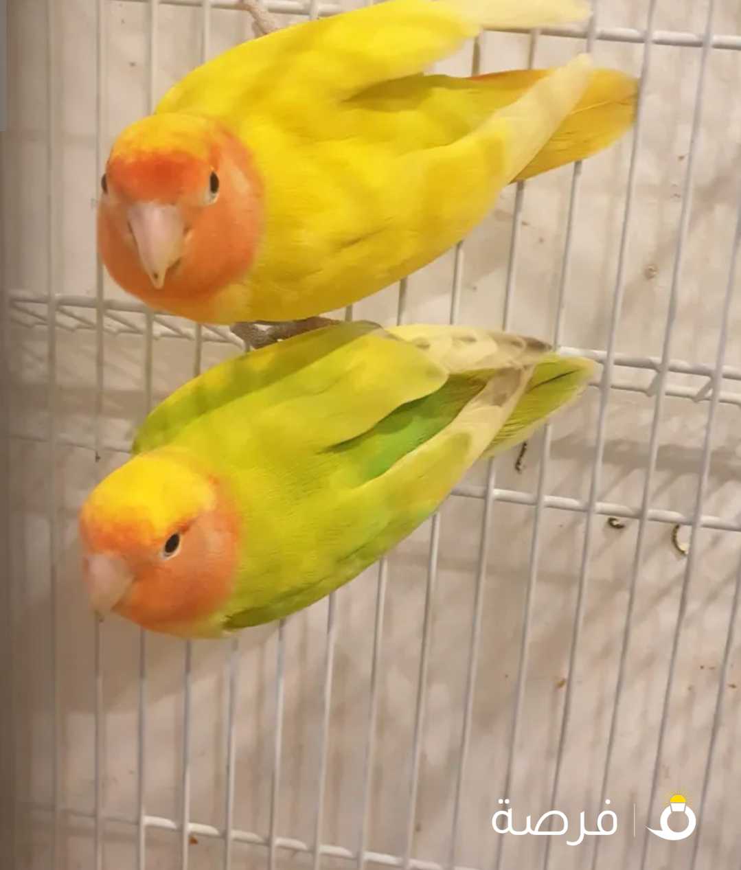 Love Birds