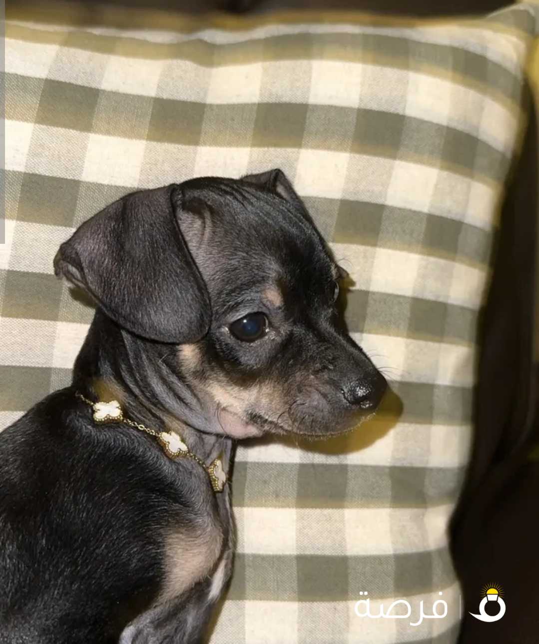 Miniature pinscher